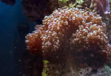 Beautiful Reef - Animated Wallpaper 2.52 poster