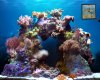 Beautiful Reef - Animated Wallpaper 2.52 image 0