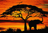 Elephants Free Screensaver 2.0 poster